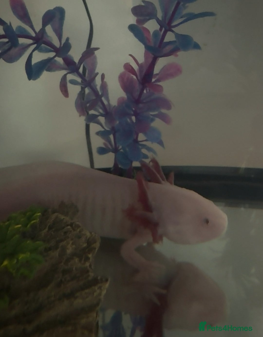 Axolotl reptiles for sale: AJ the Axolotl  - Advert 1
