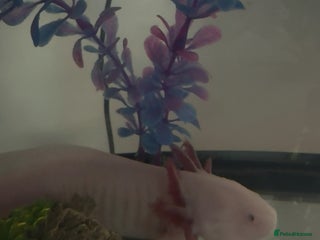 Axolotl reptiles AJ the Axolotl - Advert 4