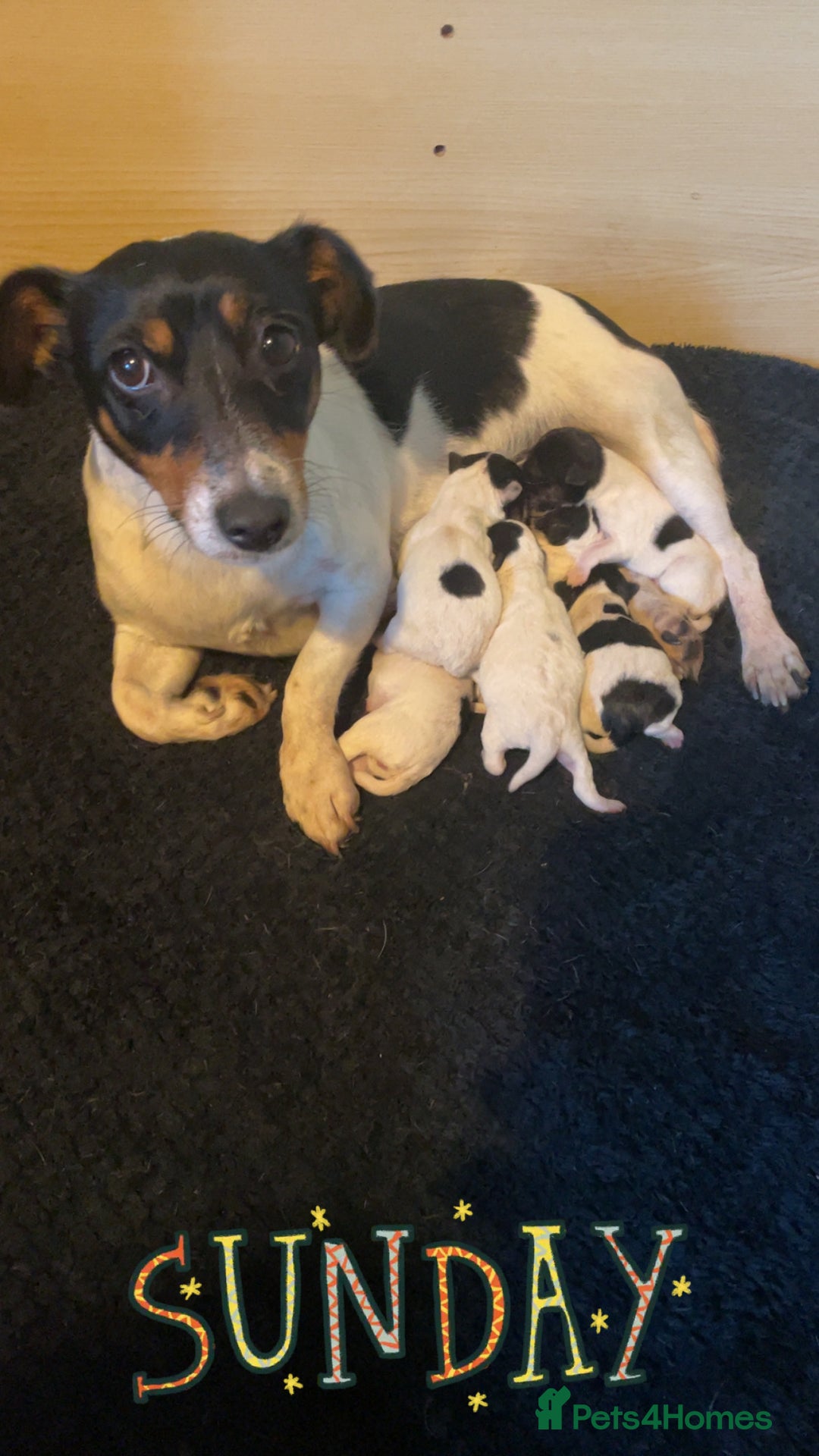 Jack Russell dogs for sale: Jack Russell Puppies  - Advert 7