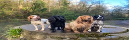 Cocker Spaniel dogs for sale: Working cocker spaniel puppies  in Berkeley - Advert 4