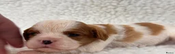 Cavalier King Charles Spaniel dogs for sale: Adorable Purebred Cavalier puppies - Advert 6