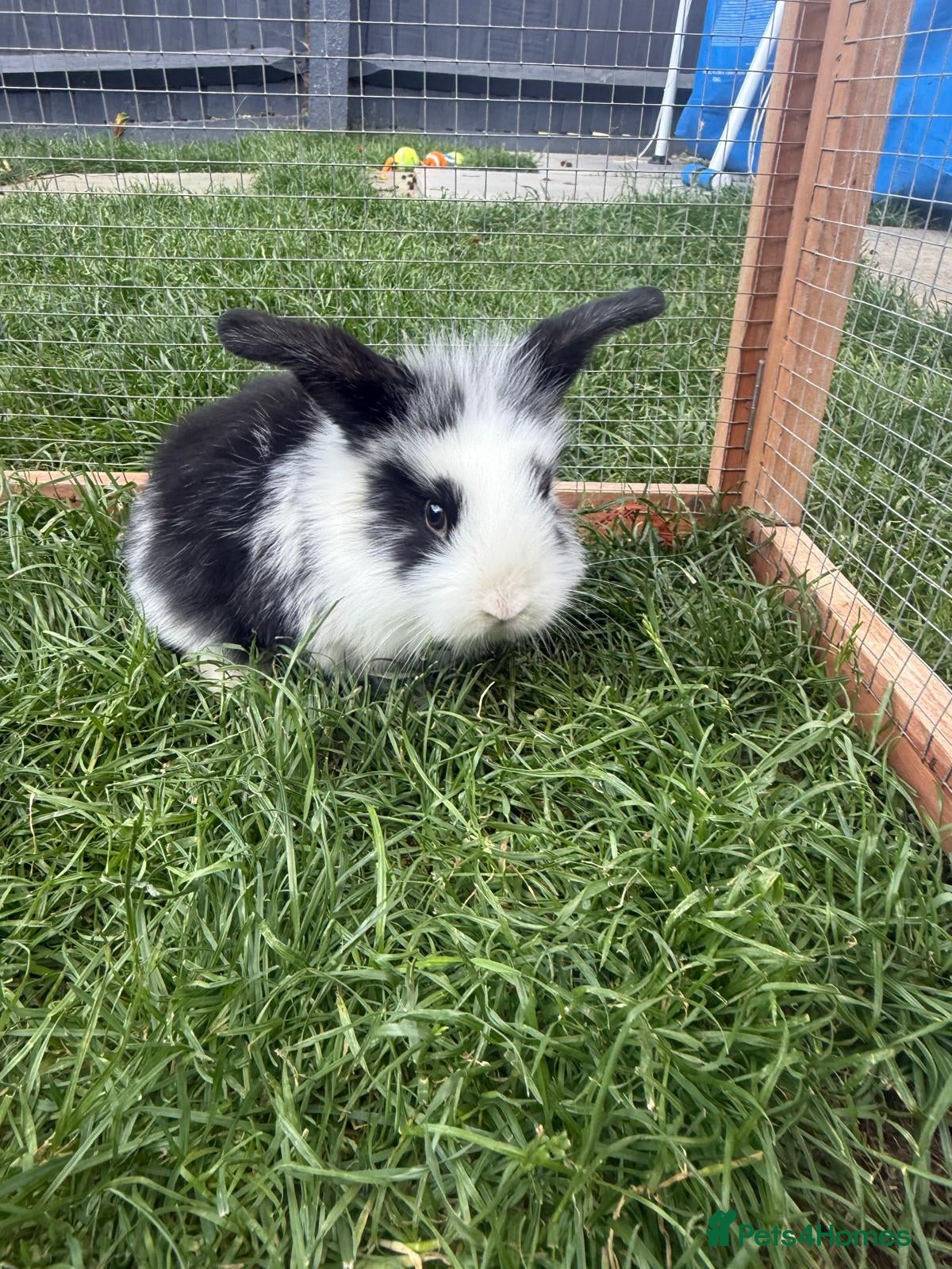 Mini Lop rabbits 4 adorable mini lops for sale  - Advert 2