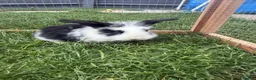Mini Lop rabbits for sale: 4 adorable mini lops for sale  - Advert 2