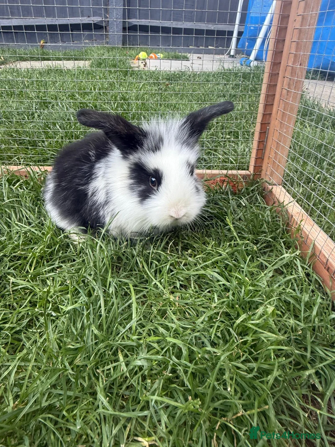 Mini Lop rabbits for sale: 4 adorable mini lops for sale  - Advert 2