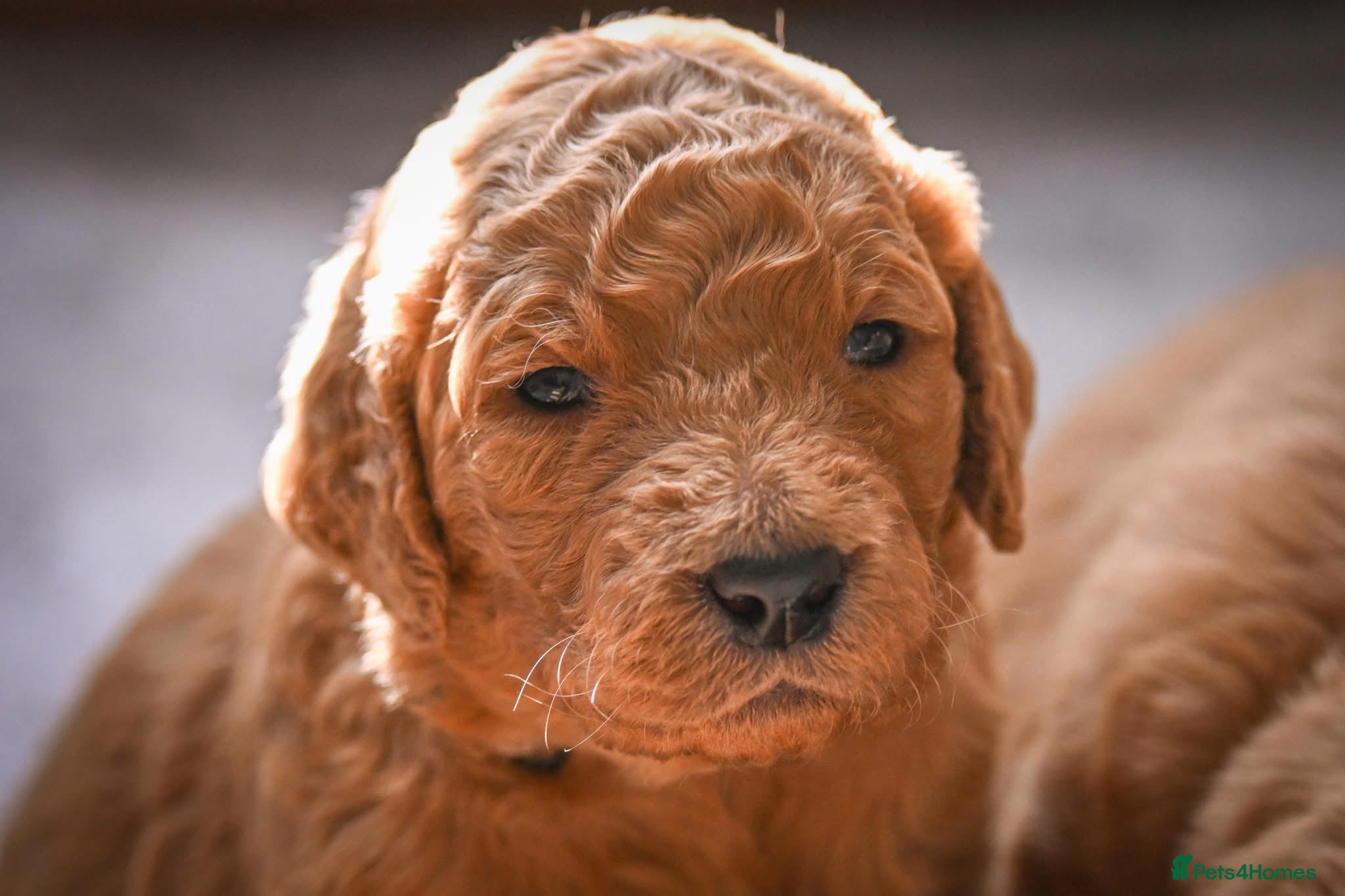 Double Doodle dogs for sale: Beautiful double/golden doodles from family pet - Advert 9