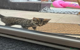 British Shorthair cats for sale: Female kitten zuzu 12 weeks old  - Image 5