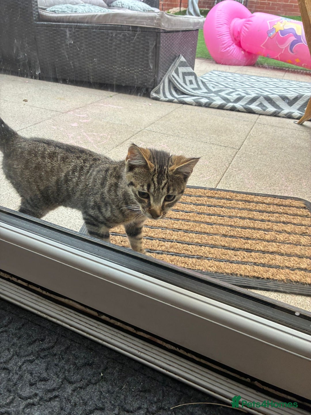 British Shorthair cats for sale: Female kitten zuzu 12 weeks old  - Image 5