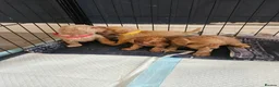 Cavapoo dogs for sale: Gorgeous F1b cavapoo's  - Advert 19