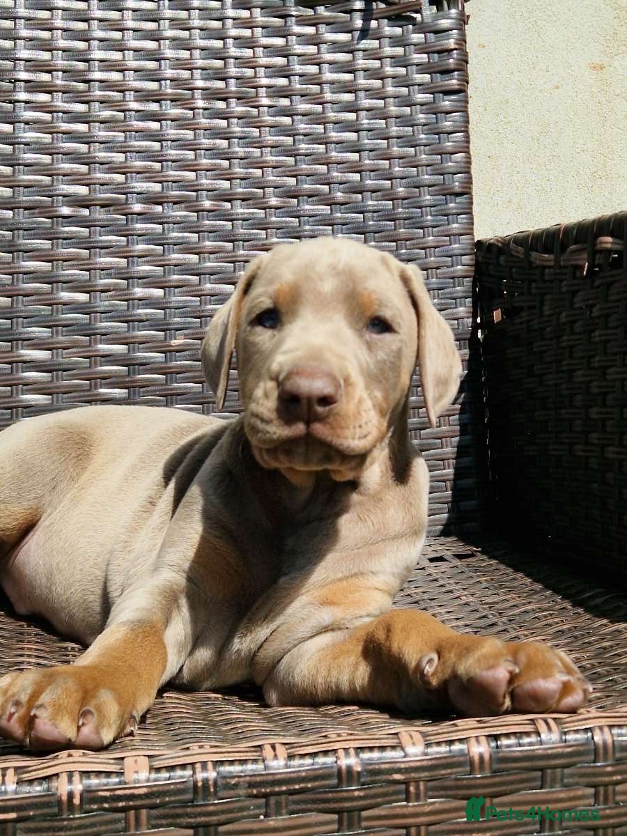 Dobermann dogs  STUNNING Dobermann puppies for sale  - Advert 3