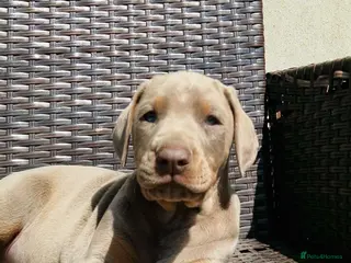 Dobermann dogs STUNNING Dobermann puppies for sale - Advert 18