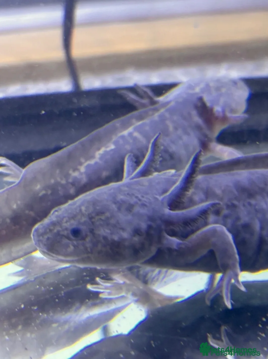 Axolotl reptiles for sale: Black melenoid axolotl  in Caldicot - Advert 12