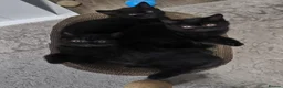 British Shorthair cats for sale: Beautiful Black BSH Kittens £995 GCCF ready 18/9 - Advert 7