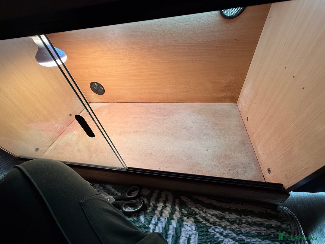 Tortoise reptiles for sale: Male Horsefield tortoise  - Image 6