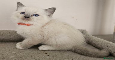 Ragdoll cats - Advert 8