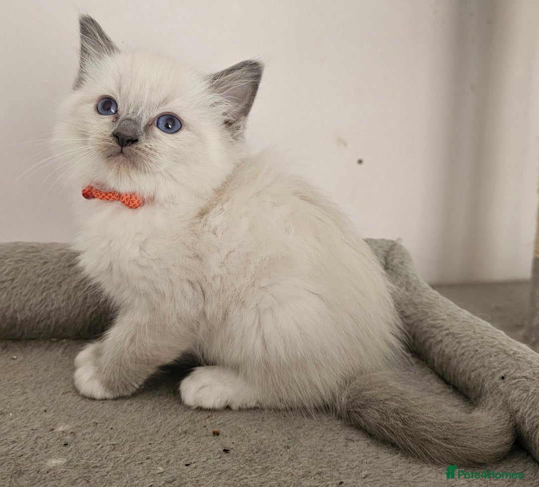 Ragdoll cats for sale: STUNNING GCCF CHAMPION SIRED KITTENS  - Image 10