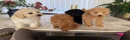 Toy Poodle dogs for sale: Four little gorgeous Toy Poodles - Advert 5