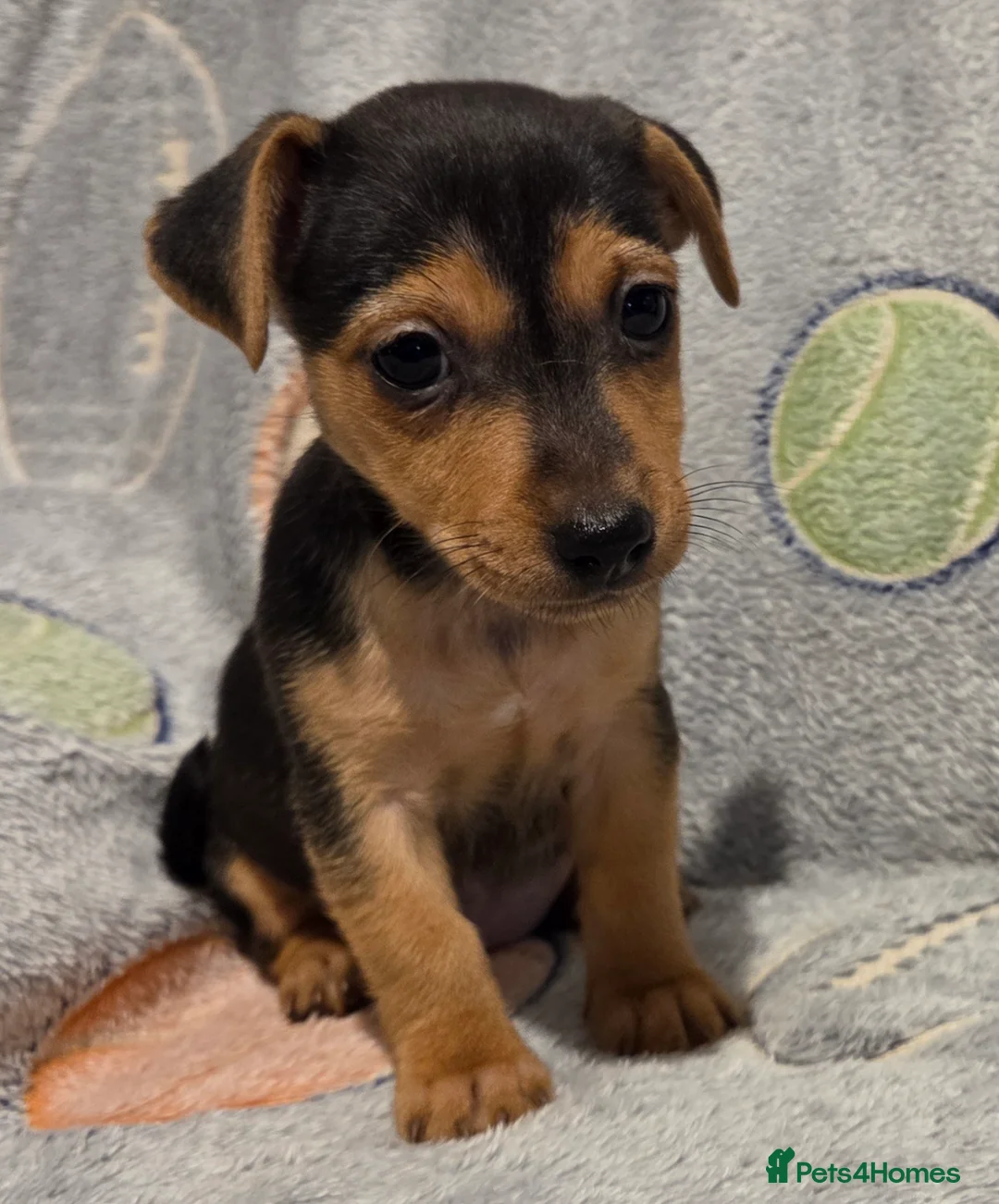 Jack Russell dogs for sale: Beautiful miniature jack Russell babies  - Advert 1