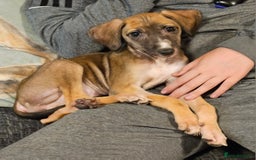 Mixed Breed dogs for sale: Beautiful Sydney ❤️ - Image 2