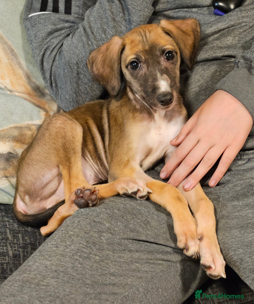 Mixed Breed dogs for sale: Beautiful Sydney ❤️ - Image 2