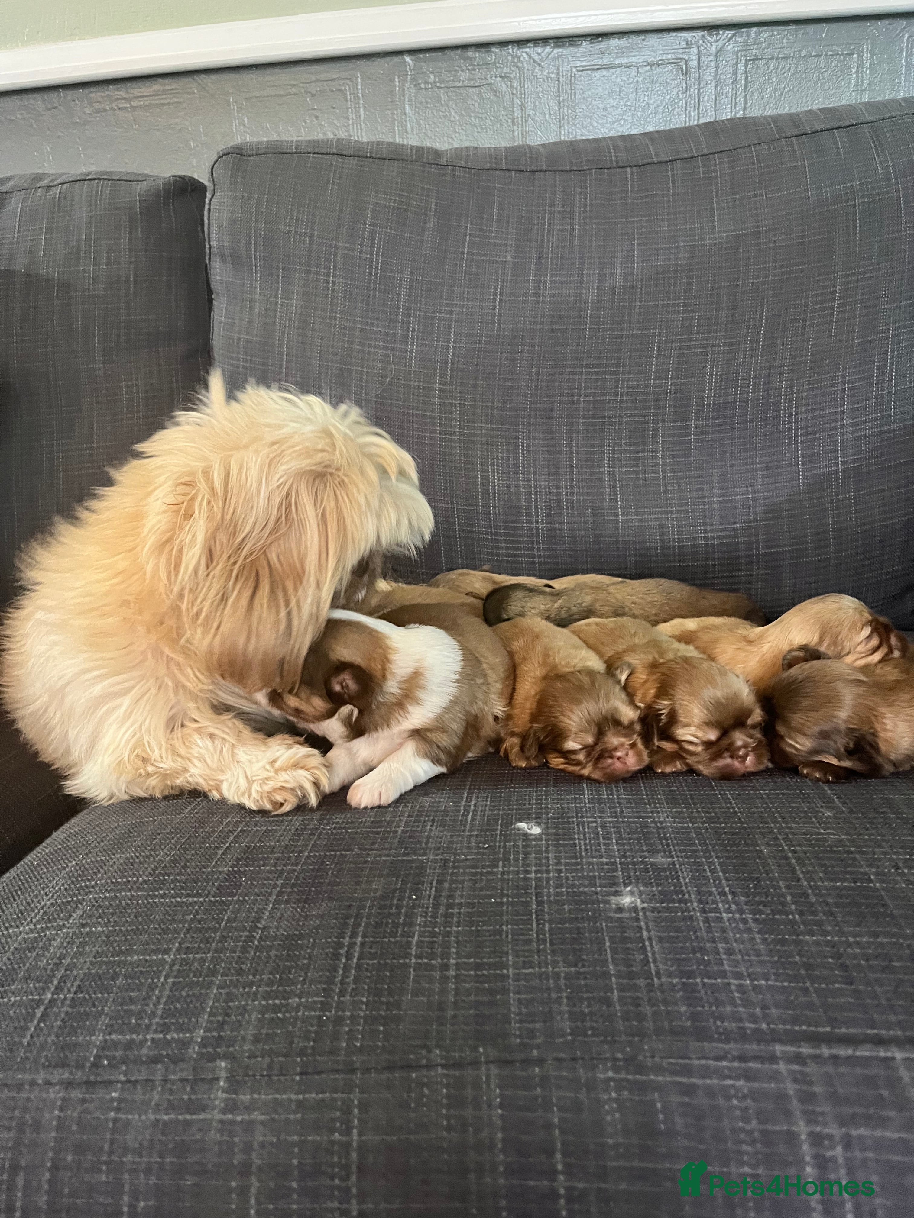 Shih Tzu dogs Beautiful litter or imperial Shih Tzu puppies  - Advert 2