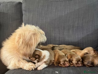 Shih Tzu dogs Beautiful litter or imperial Shih Tzu puppies - Advert 12