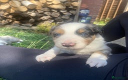 Border Collie dogs for sale: 6 Border Collie Pups for Sale ! - Image 6