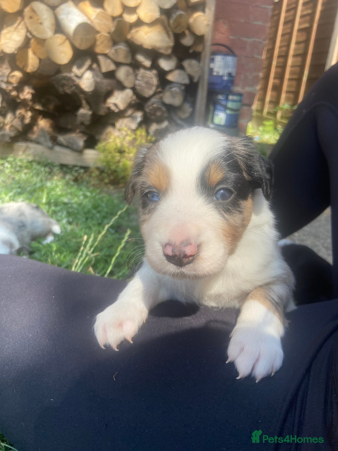 Border Collie dogs for sale: 6 Border Collie Pups for Sale ! - Image 6