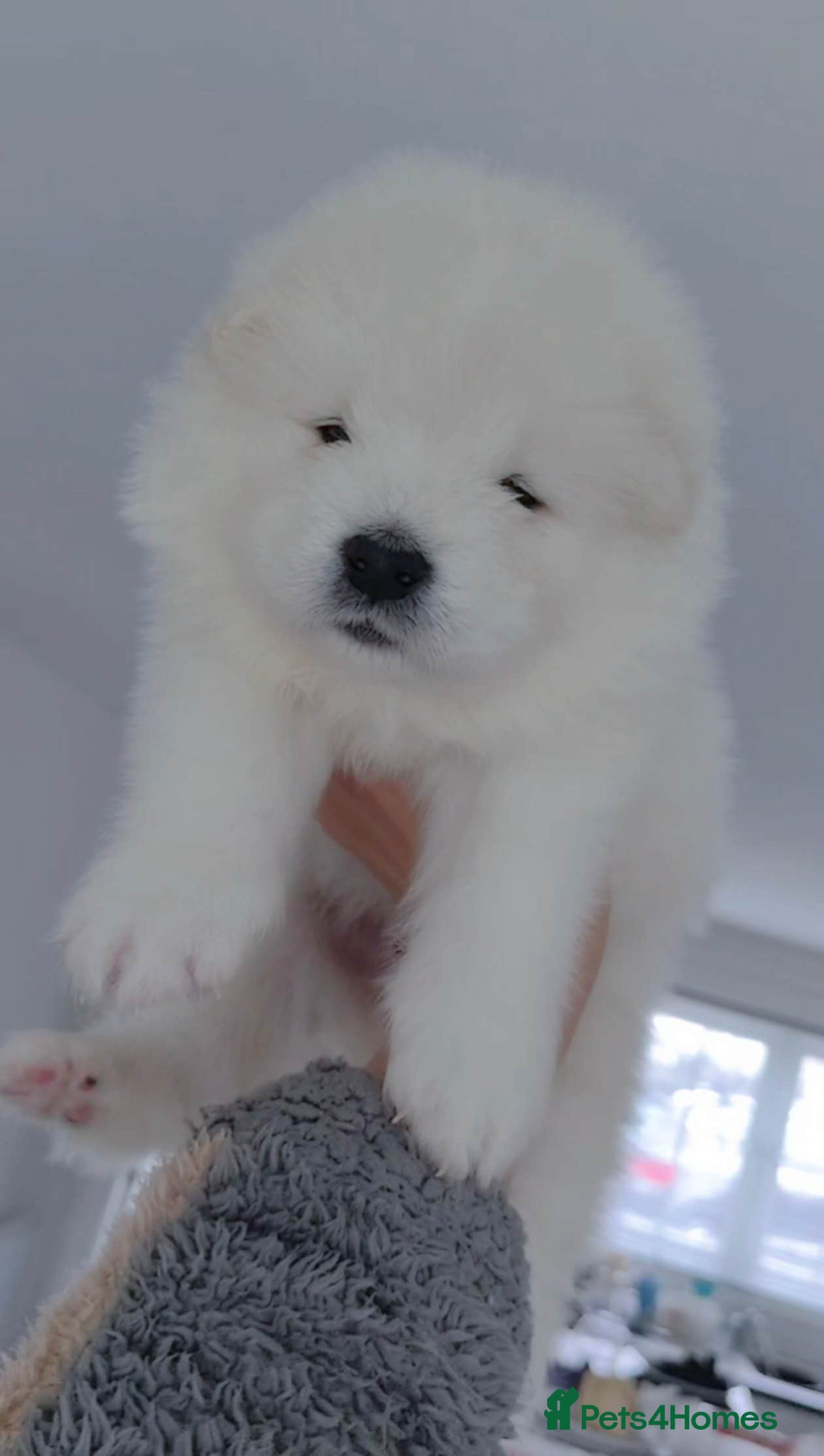 Samoyed dogs Lovely Samoyed Puppies For Sale - Advert 1