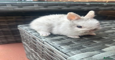 Netherland Dwarf rabbits - Advert 7