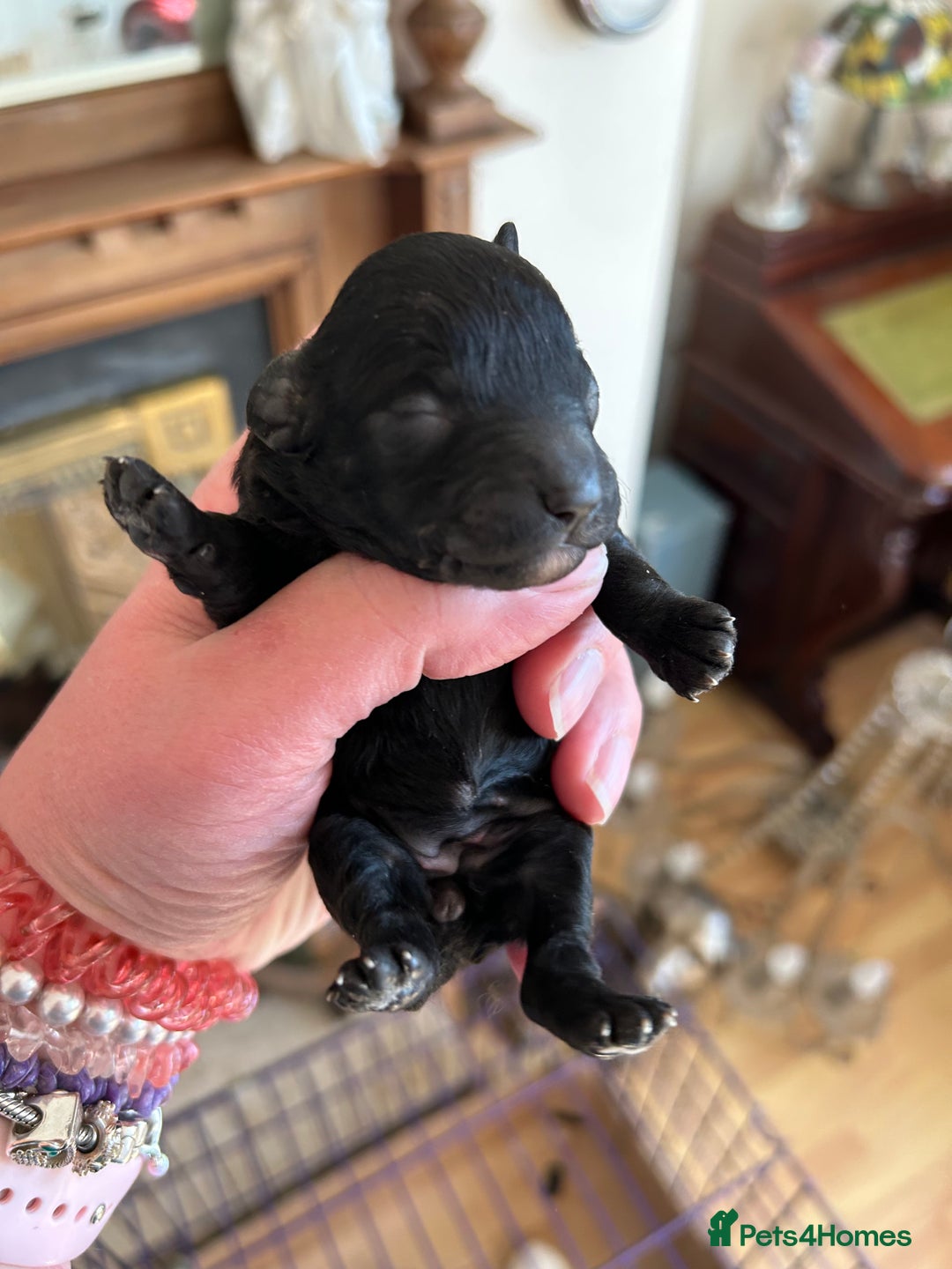 Toy Poodle dogs for sale: Toy poodle puppies ready now. Aberdeenshire - Image 8