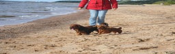 Miniature Dachshund dogs for stud: Miniature Long Haired Dachshund Pra 1 Clear KC reg in Peterborough - Advert 13