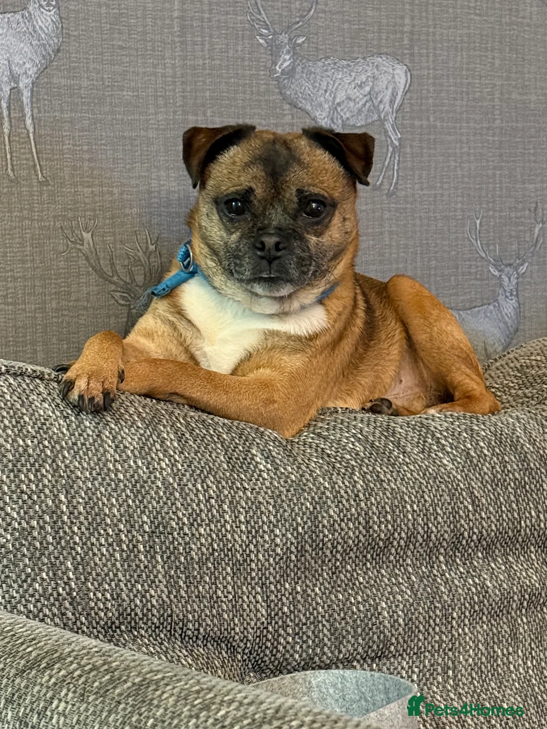 Mixed Breed dogs for sale: Rocco the jug - Advert 2