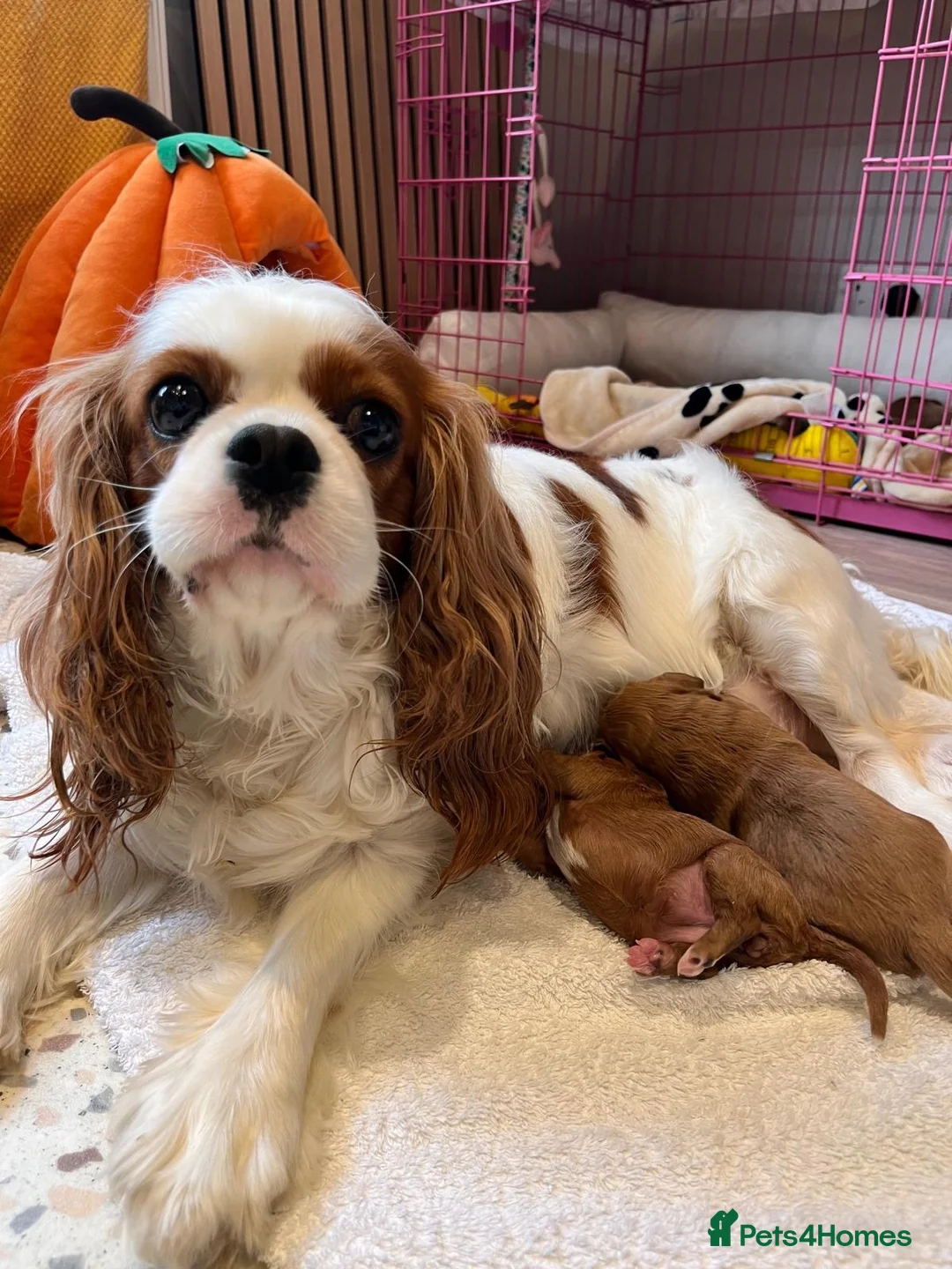 Cavapoo dogs for sale: Cavapoo boy - Advert 13
