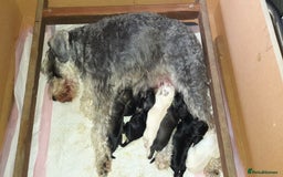 Miniature Schnauzer dogs for sale: Gorgeous sweet Schnauzer Puppies - Image 12