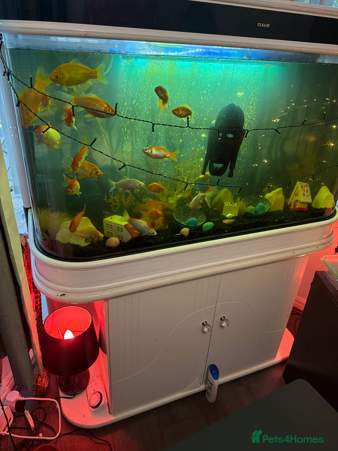 Goldfish fish for sale: Fish& fish tank - Advert 2