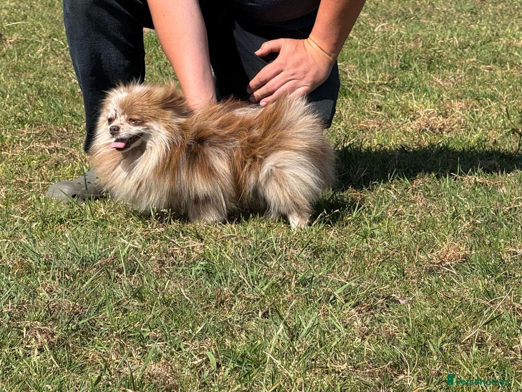 Pomeranian dogs Petite Adult Chocolate Merle Pomeranian 2.8kg  - Advert 1