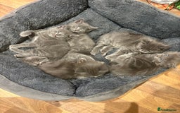 Mixed Breed cats for sale: 6 very fluffy grey kittens - Image 3