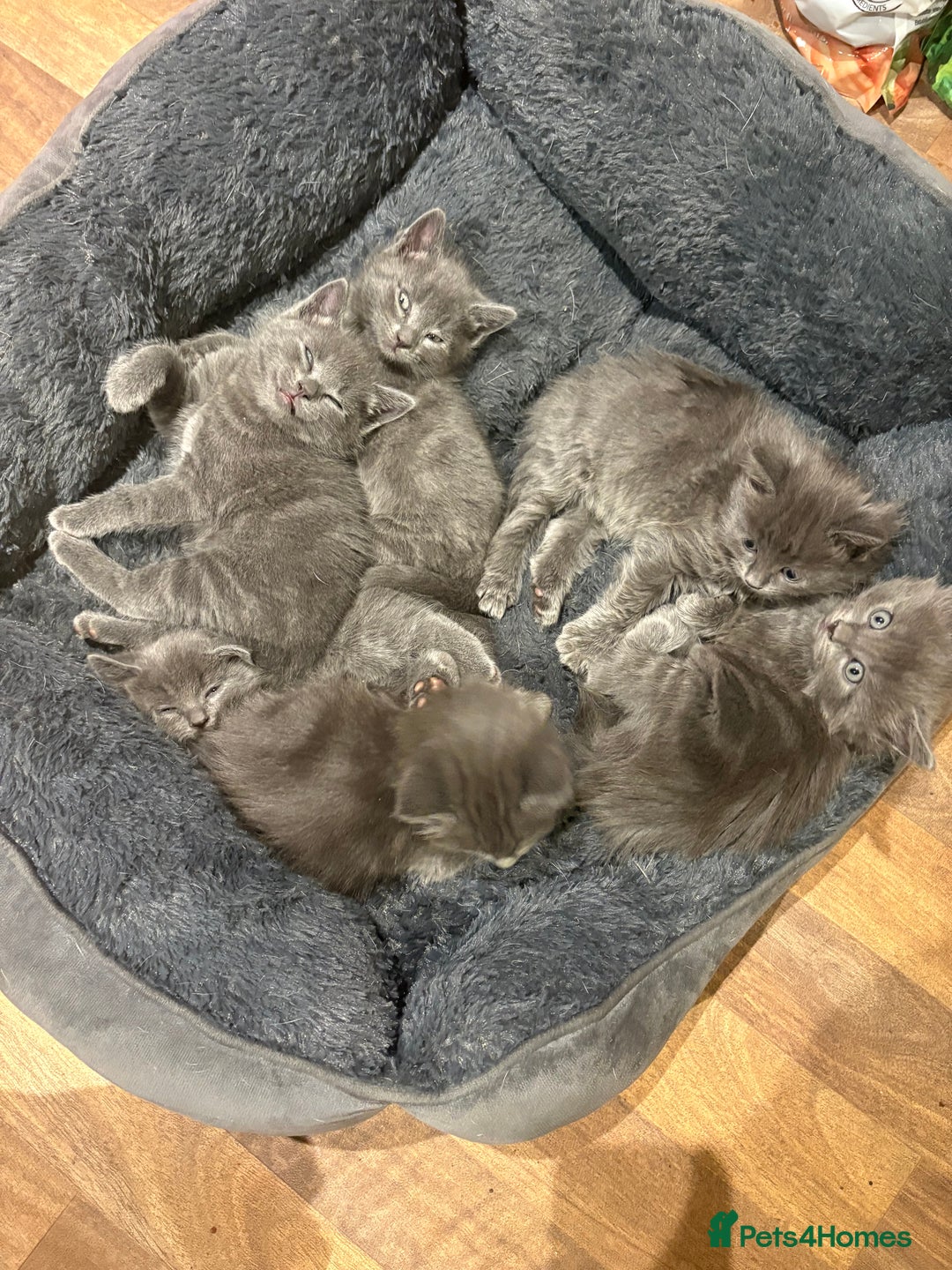 Mixed Breed cats for sale: 6 very fluffy grey kittens - Image 3