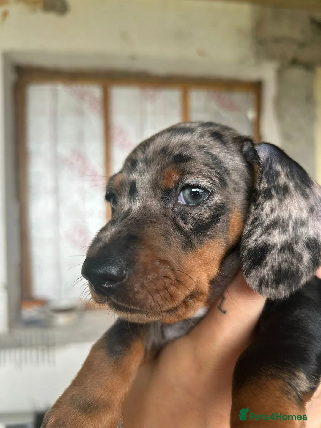 Dachshund dogs for sale: Beautiful Miniature Dachshund Puppies - Advert 10