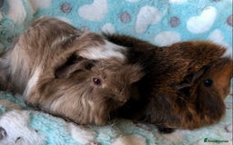 Guinea Pig rodents for sale: Baby longhaired Peruvian boys - Advert 3