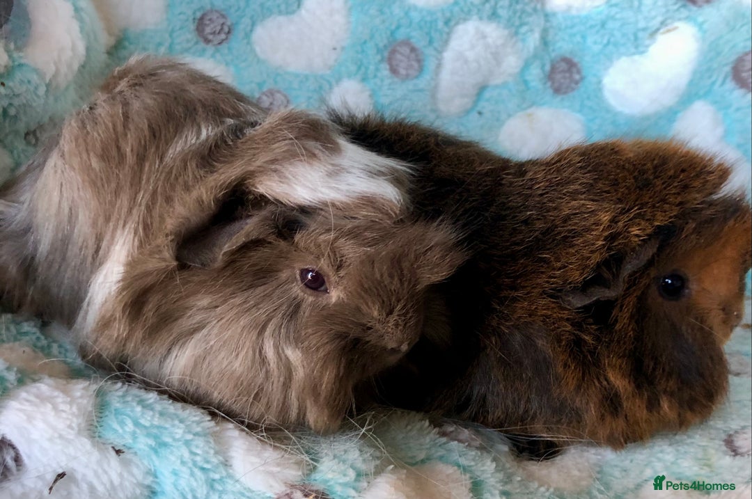 Guinea Pig rodents for sale: Baby longhaired Peruvian boys - Advert 3