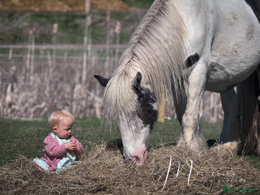 Irish Cob horses for sale: Companion Mare & Filly Foal - Image 4