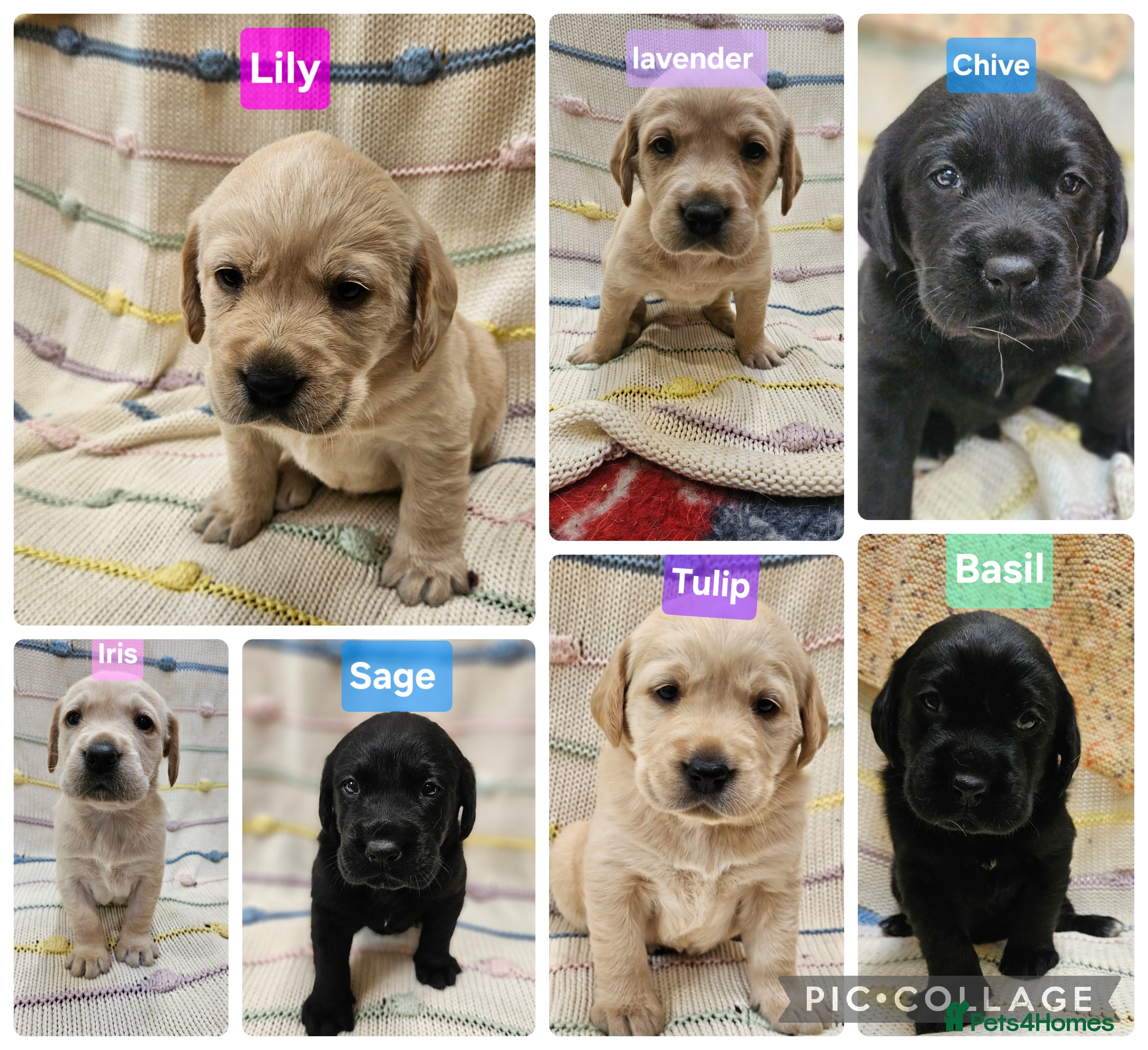 Labrador Retriever dogs Retriever/ Labrador  - Advert 2