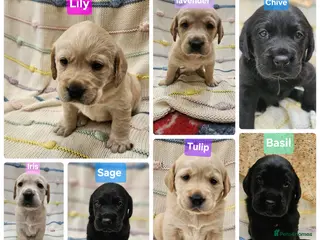 Labrador Retriever dogs Retriever/ Labrador - Advert 2