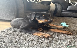 Mixed Breed dogs for sale: Huntaway x Golden Retriever  - Image 4