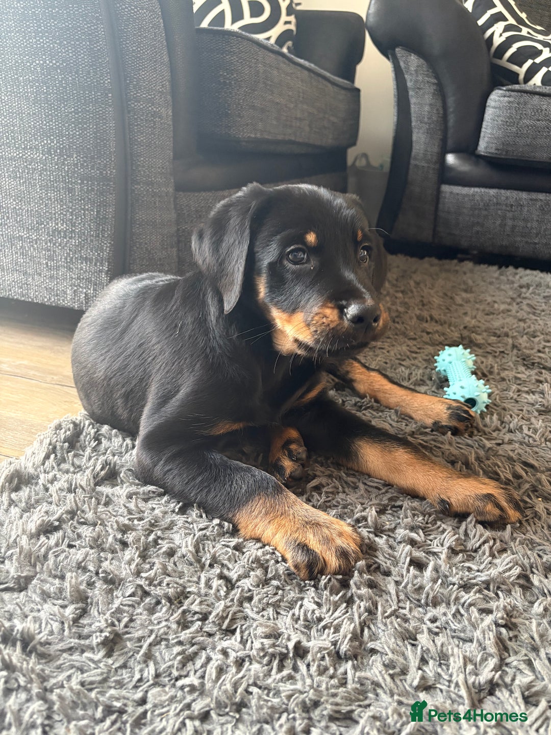 Mixed Breed dogs for sale: Huntaway x Golden Retriever  - Image 4