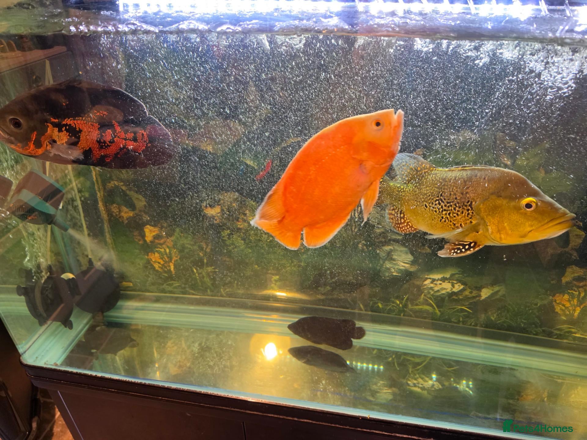 Other/Mixed Breed fish for sale: REDUCED Bass, Chilli red&Tiger Oscars & Bush fish  - Advert 1