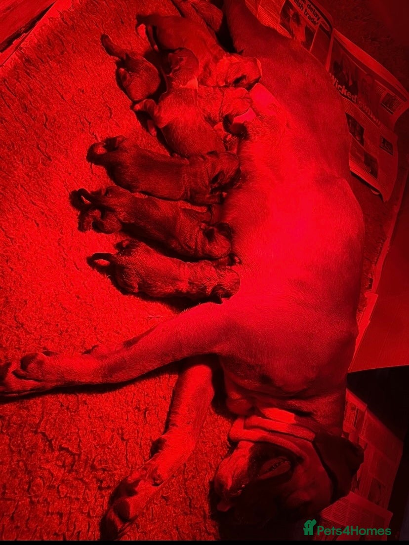 Boxer dogs Beautiful boxer pups - Advert 1