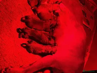 Boxer dogs Beautiful boxer pups - Advert 1