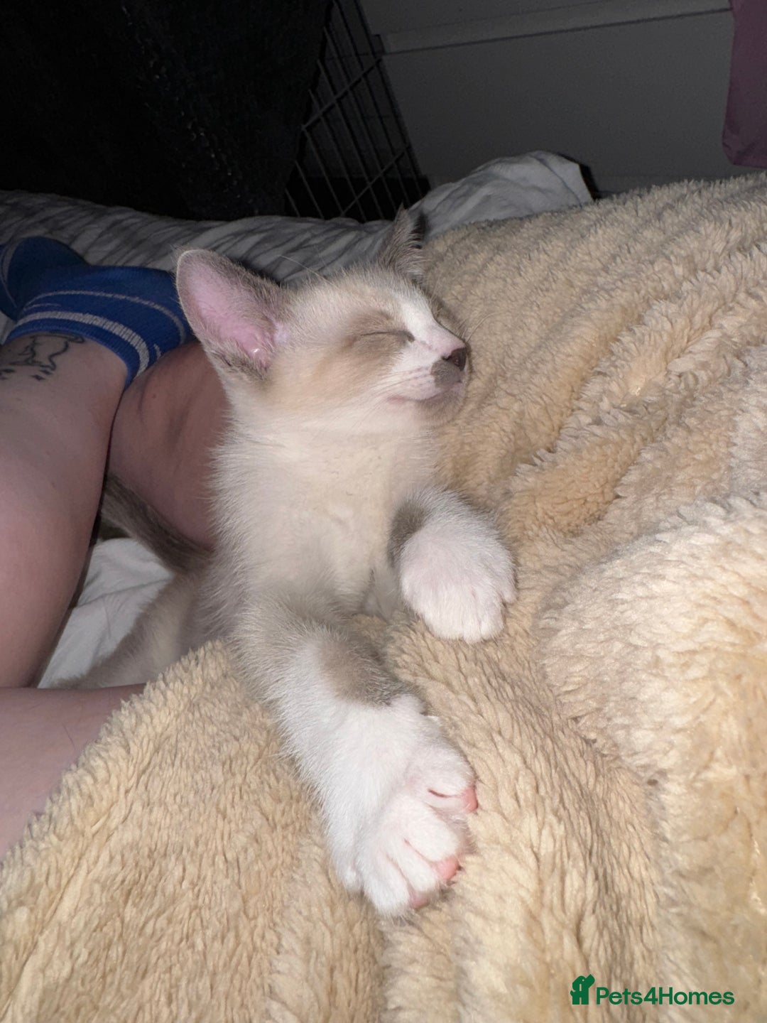 Siamese cats for sale: Siamese/Ragdoll kitten - Advert 3